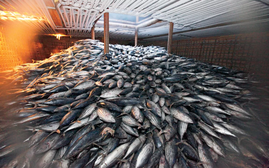 Activists boarded a Cambodian cargo ship on the high seas near Indonesia to find this illegal haul of skipjack and young yellowfin tuna. Juvenile yellowfin often school together with skipjack tuna and end up as bycatch. They are classified by the Internat