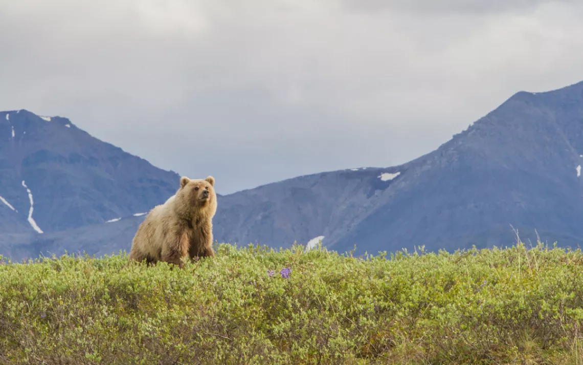 A bear in Alaska's Arctic National Wildlife Refuge.
