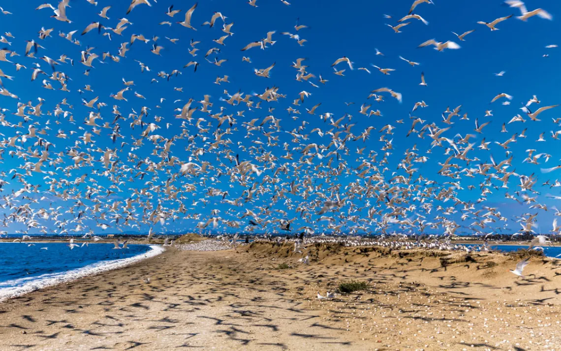 San Diego Bay National Wildlife Refuge, Chula Vista, California