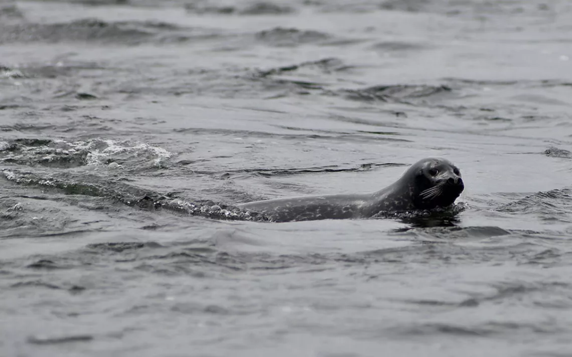 Kasagea! A freshwater seal frolics downstream from the Seal Lakes.