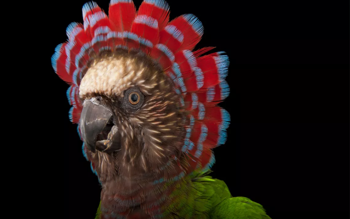 Hawk-headed parrot (Deroptyus accipitrinus accipitrinus) at the Houston Zoo.