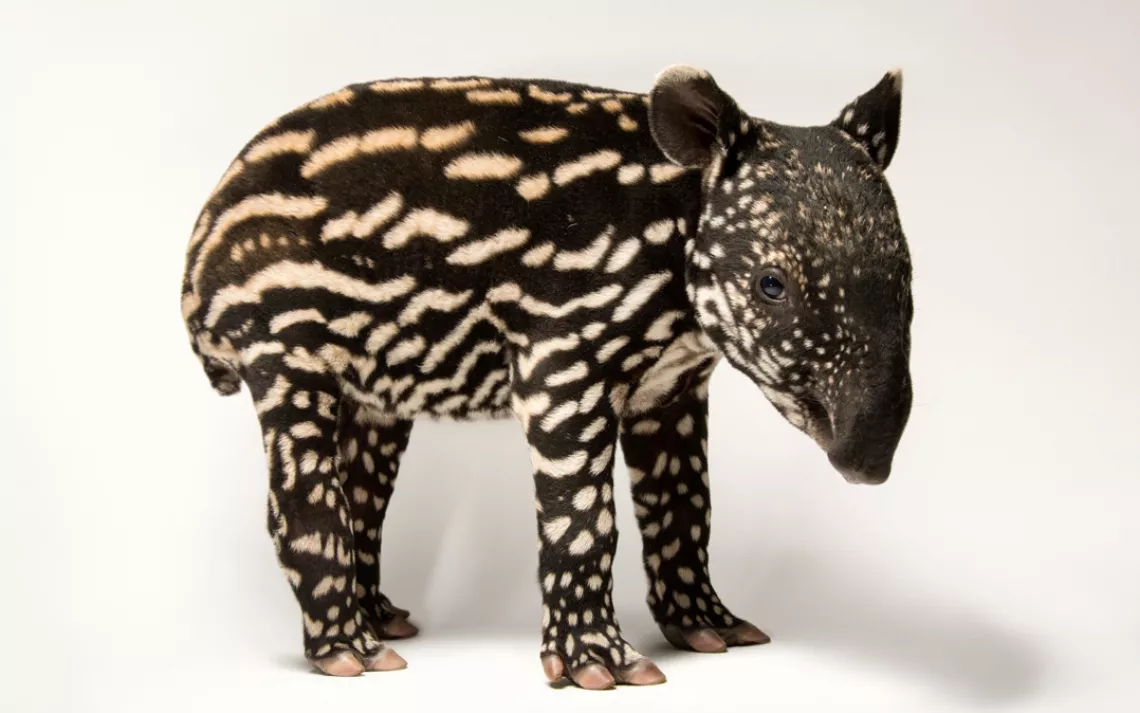 A six-day-old Malayan tapir, Tapirus indicus, at the Minnesota Zoo. 