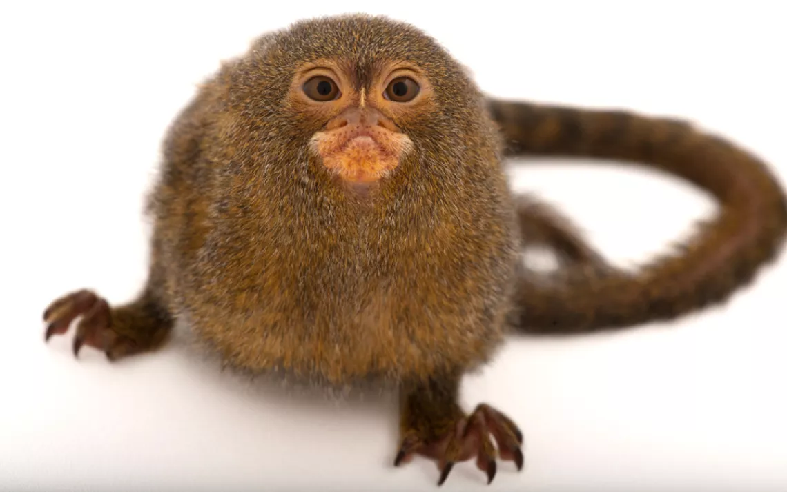 Pygmy marmoset (Cebuella pygmaea) at the Lincoln Children's Zoo.