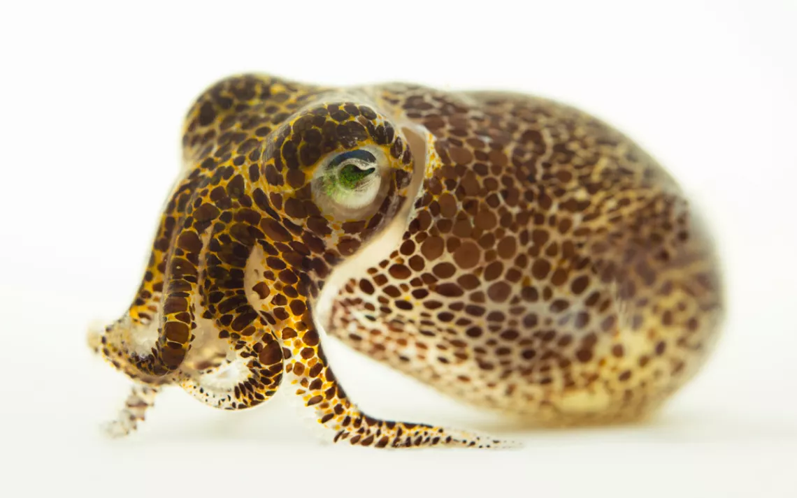 A bobtail squid (Euprymna scolopes) at the Monterey Bay Aquarium.