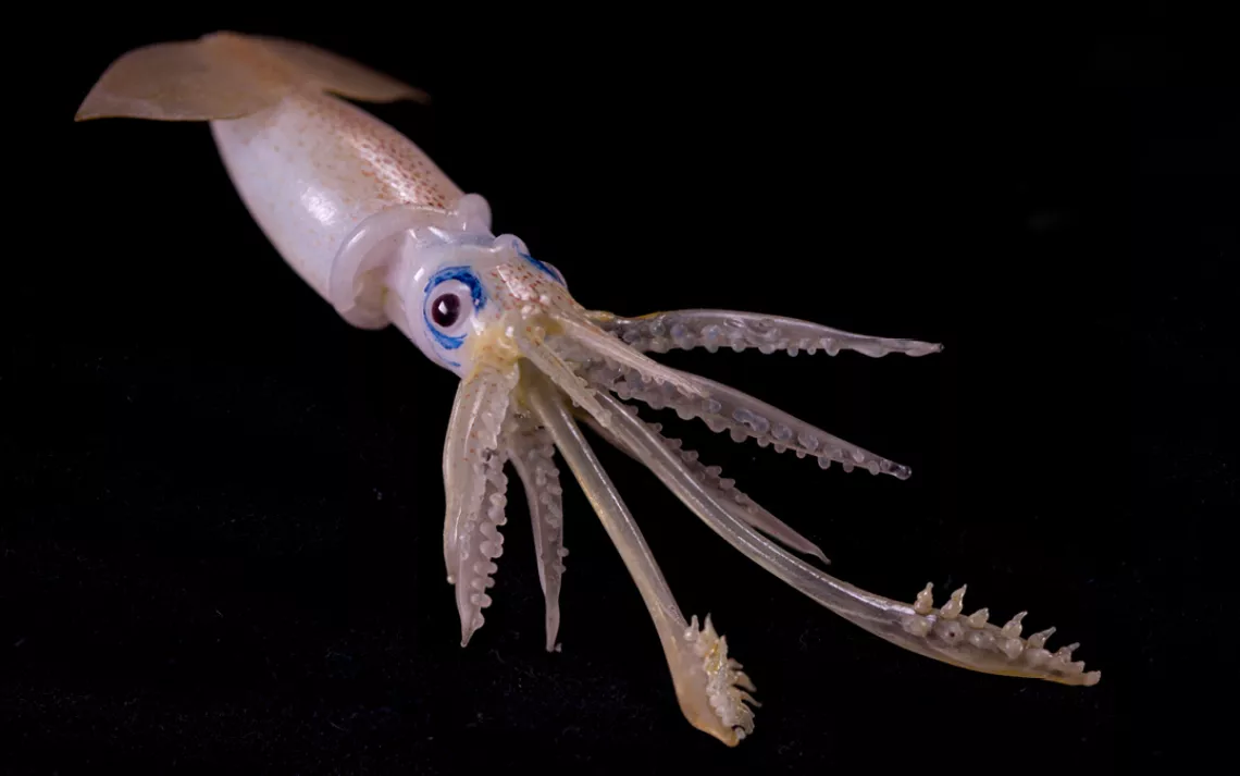 Onykia platyptera, Clubhook squid