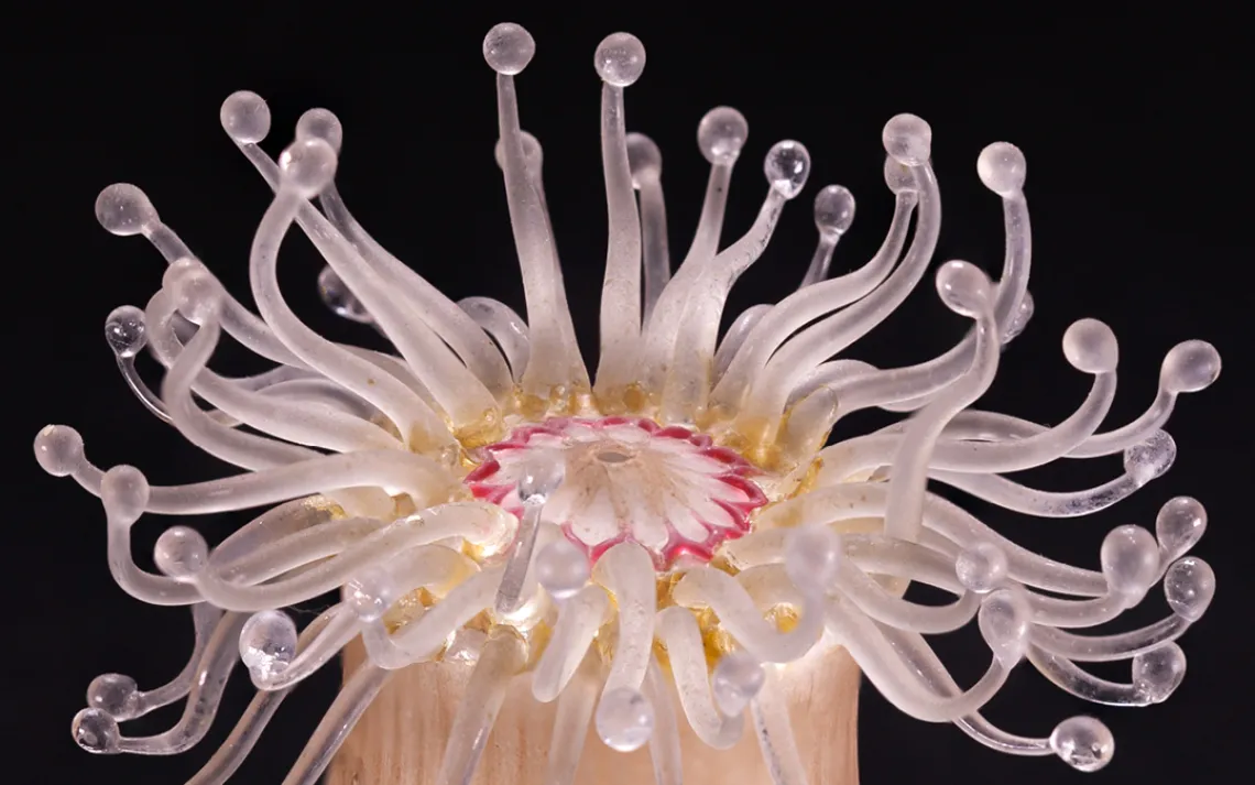 Caryophyllia smithii, Devonshire cup coral