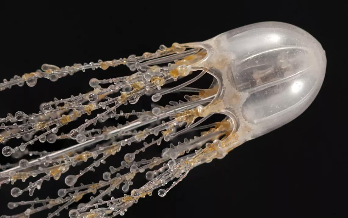 Cladonema radiatum, Athecate hydroid