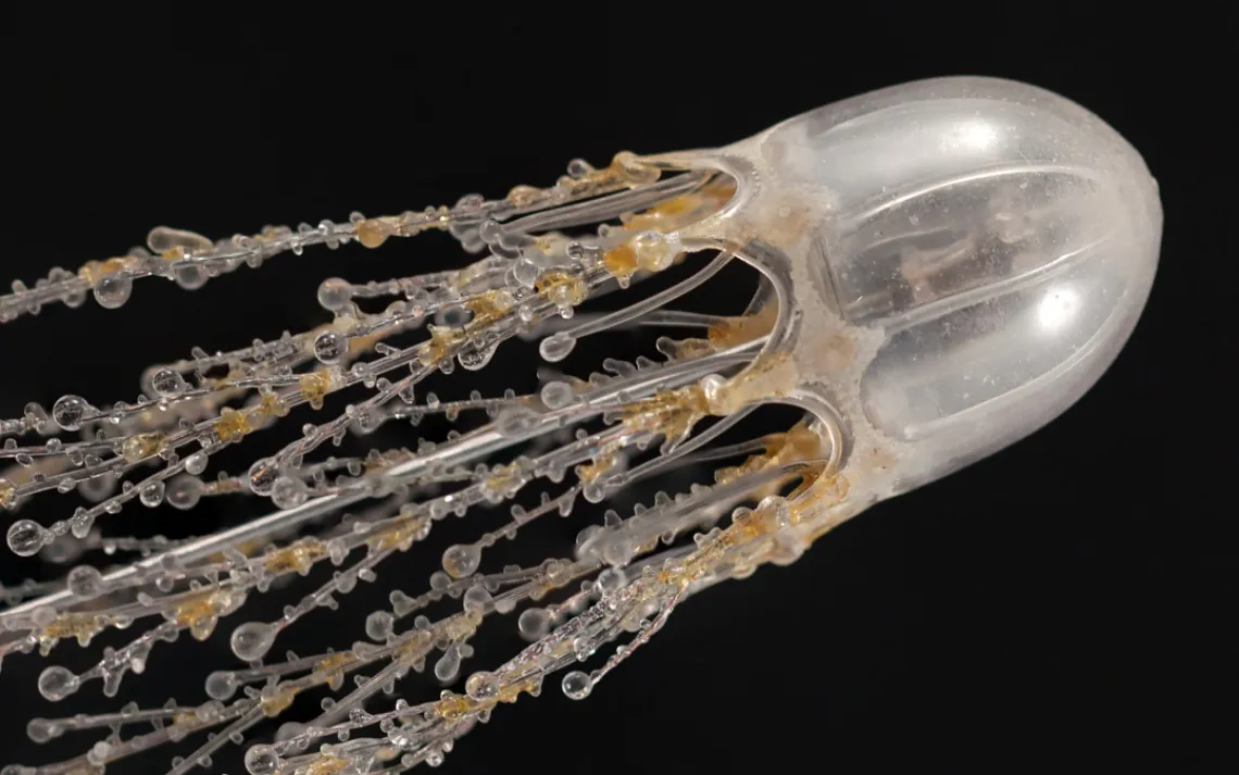 Cladonema radiatum, Athecate hydroid