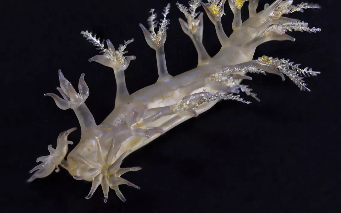 Bornella stellifera, Sea slug