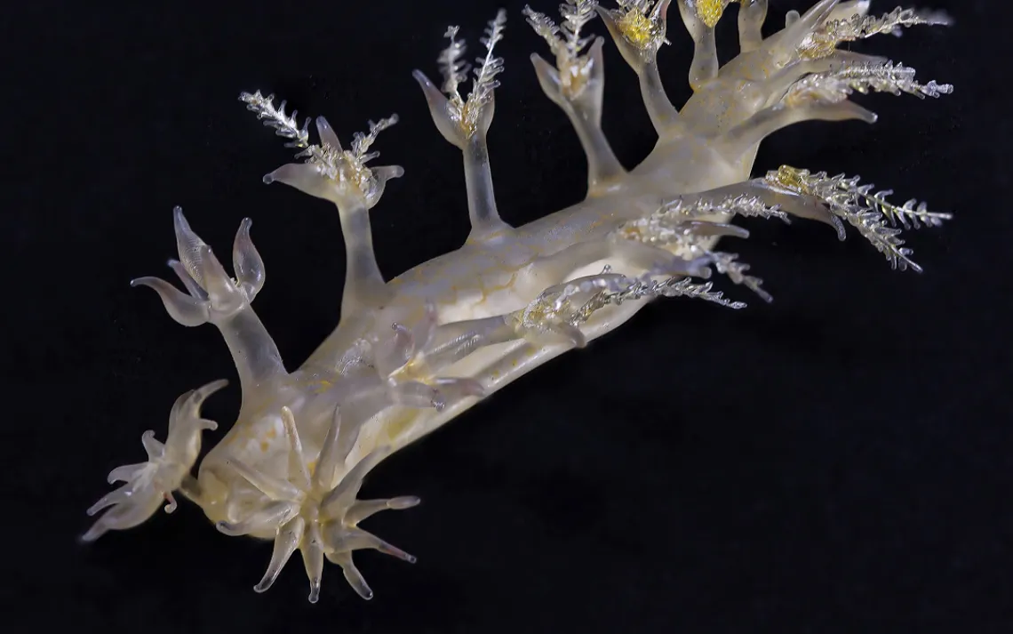 Bornella stellifera, Sea slug