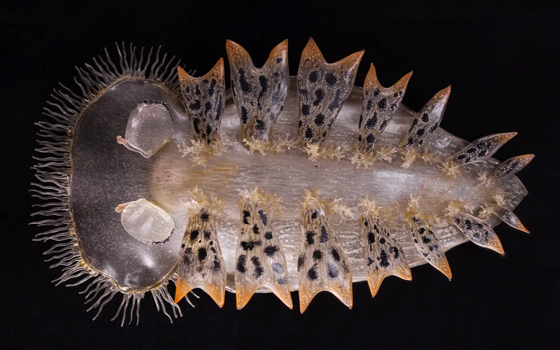 Tethys fimbria, Predatory sea slug