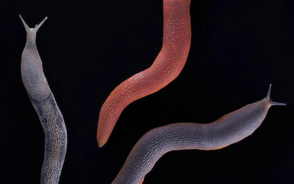 Arion ater, Black slug, Center: Arion rufus, Red slug, Right: Arion ater, Black slug