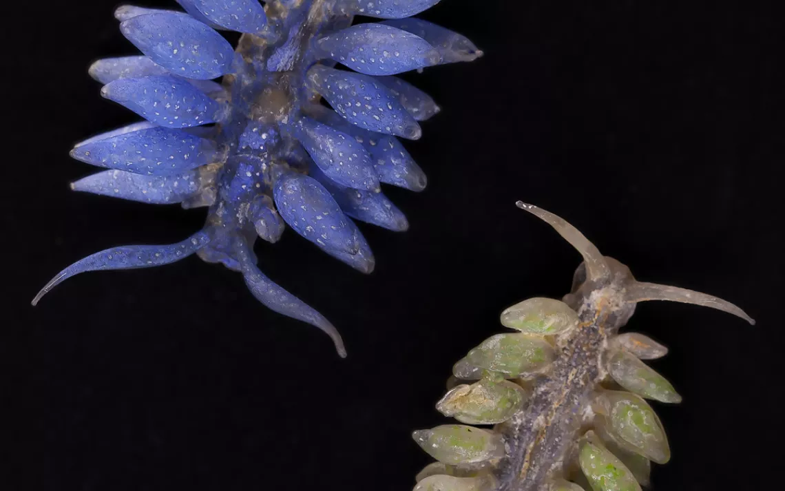 Ercolania viridis and Ercolania Uziellii, Sacoglossan sea slugs