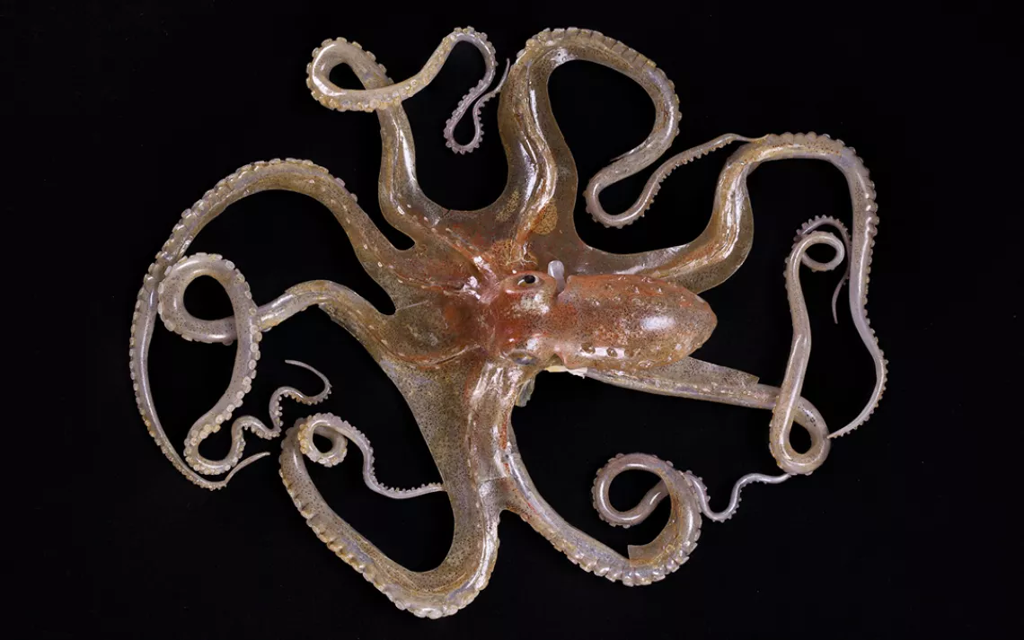 Callistoctopus macropus, Atlantic white-spotted octopus