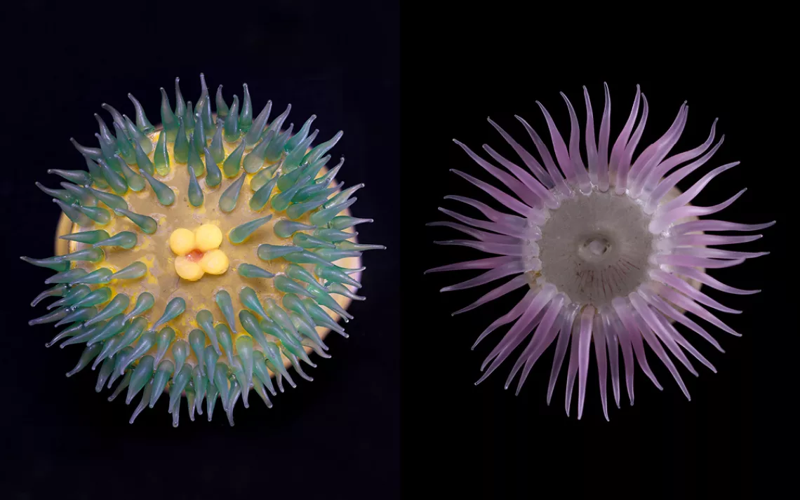 Antholoba achates and Paractis impatiens, Sea anemones
