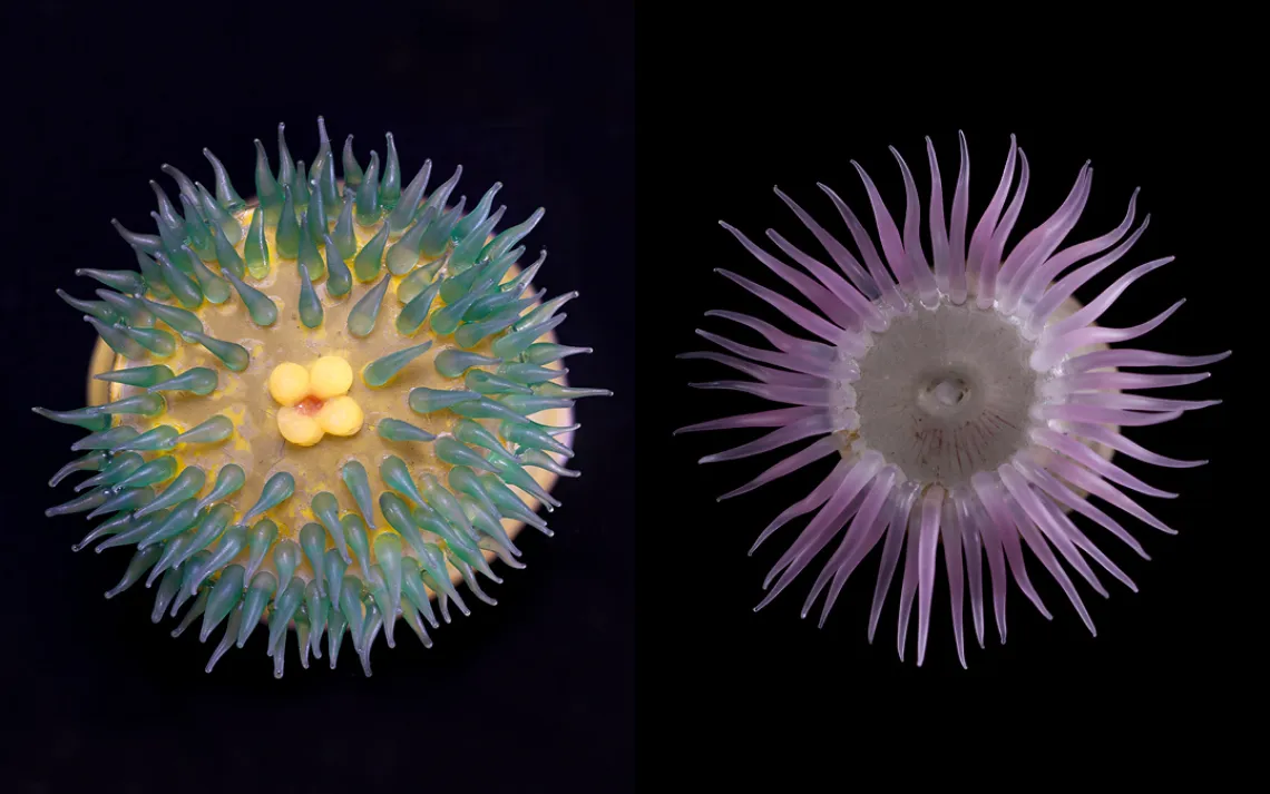 Antholoba achates and Paractis impatiens, Sea anemones