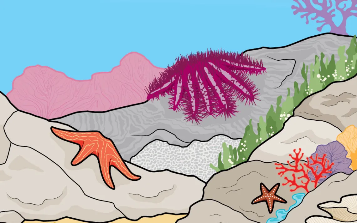 The crown-of-thorns starfish wreaks havoc by attaching itself to corals, extruding its stomach to release a flood of digestive enzymes, then sucking up the liquefied coral tissue. 