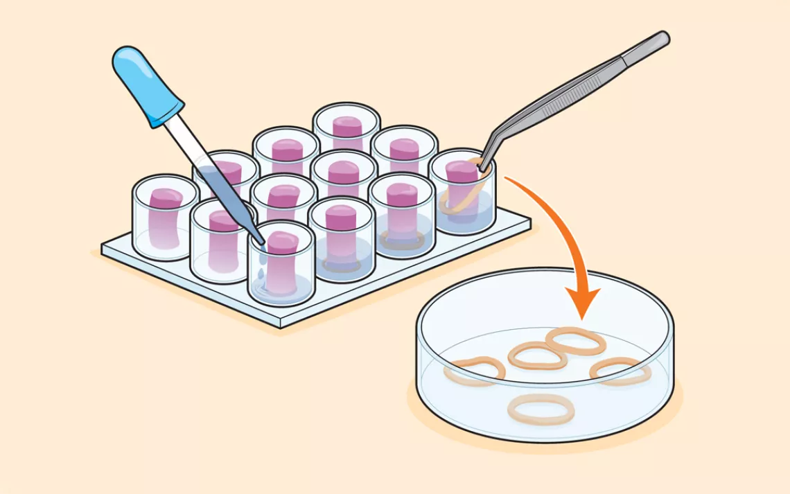 The myotubes are put onto scaffolds and fed oxygen and a nutrient-rich solution.