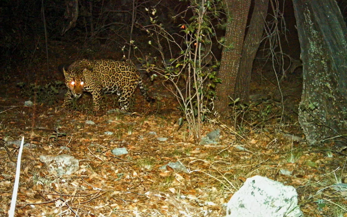 Jaguars are reappearing in the Southwest. A border wall would put an end to that.