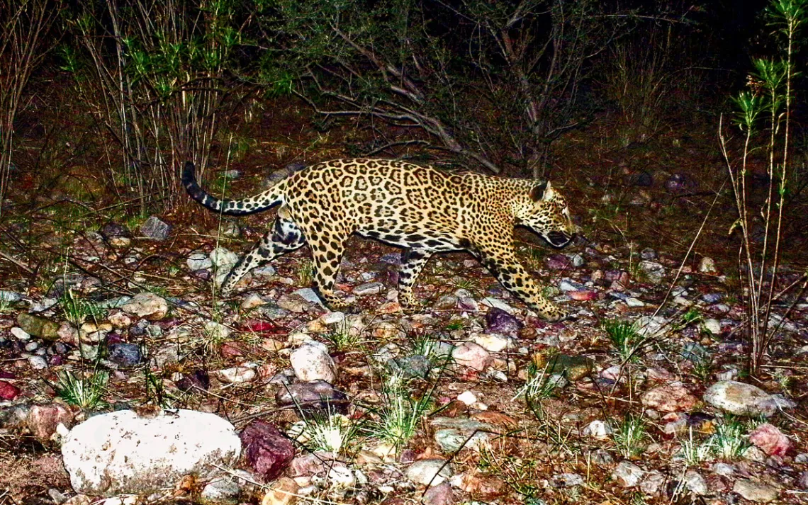 Jaguars are reappearing in the Southwest. A border wall would put an end to that.