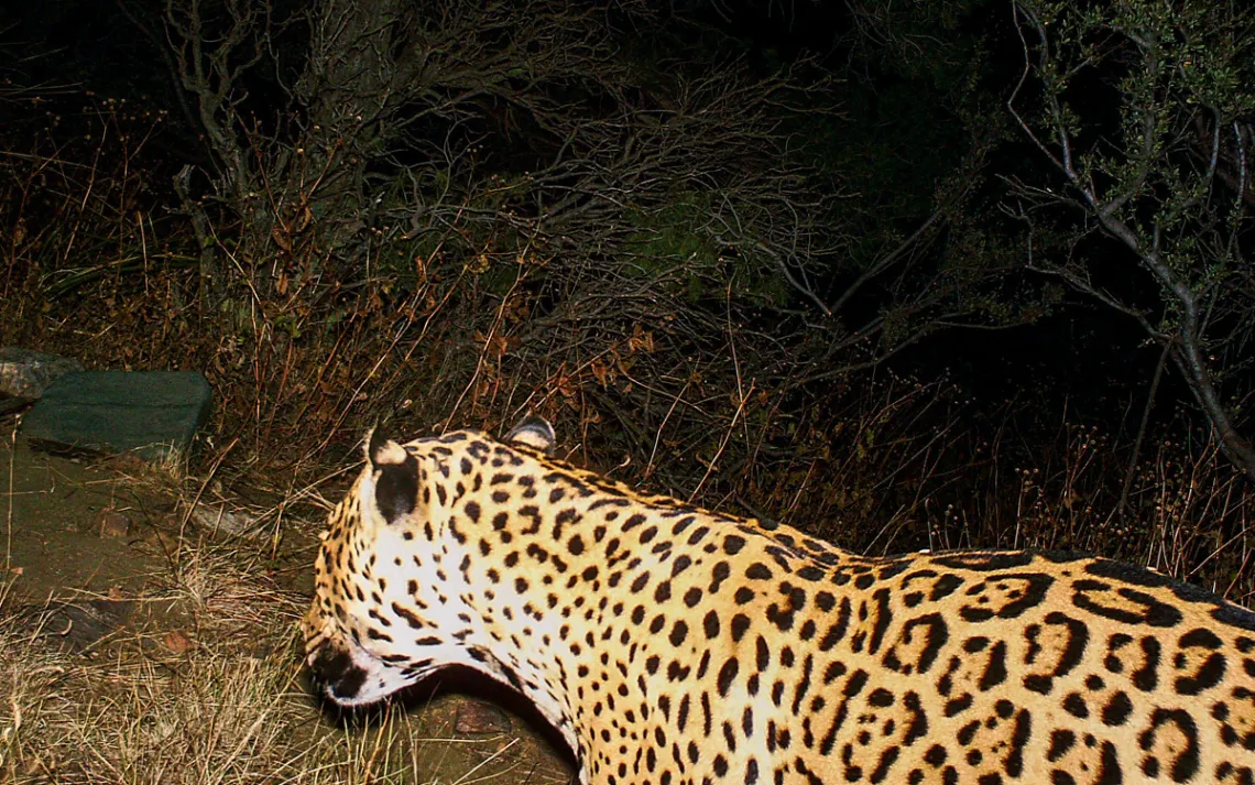 Jaguars are reappearing in the Southwest. A border wall would put an end to that.