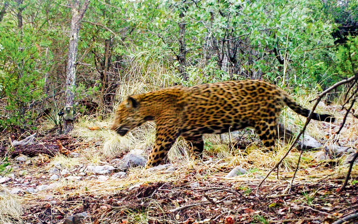 Jaguars are reappearing in the Southwest. A border wall would put an end to that.