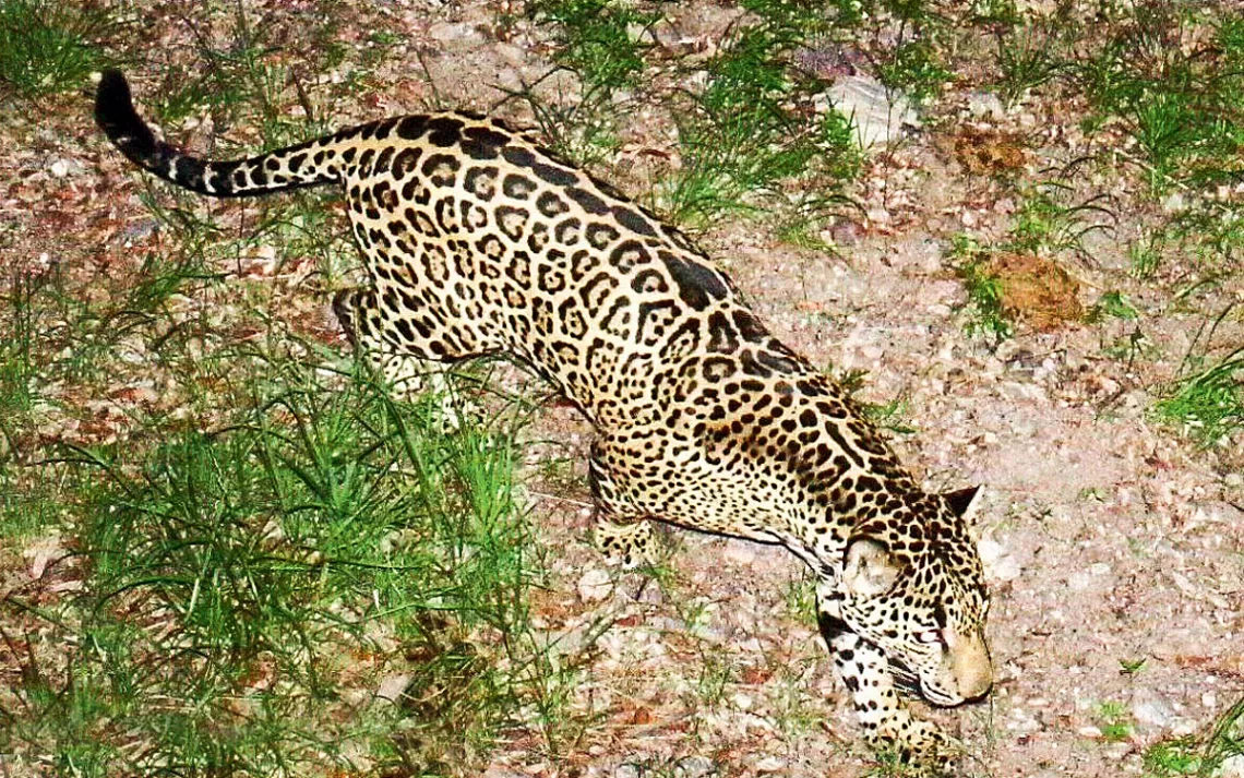 Jaguars are reappearing in the Southwest. A border wall would put an end to that.