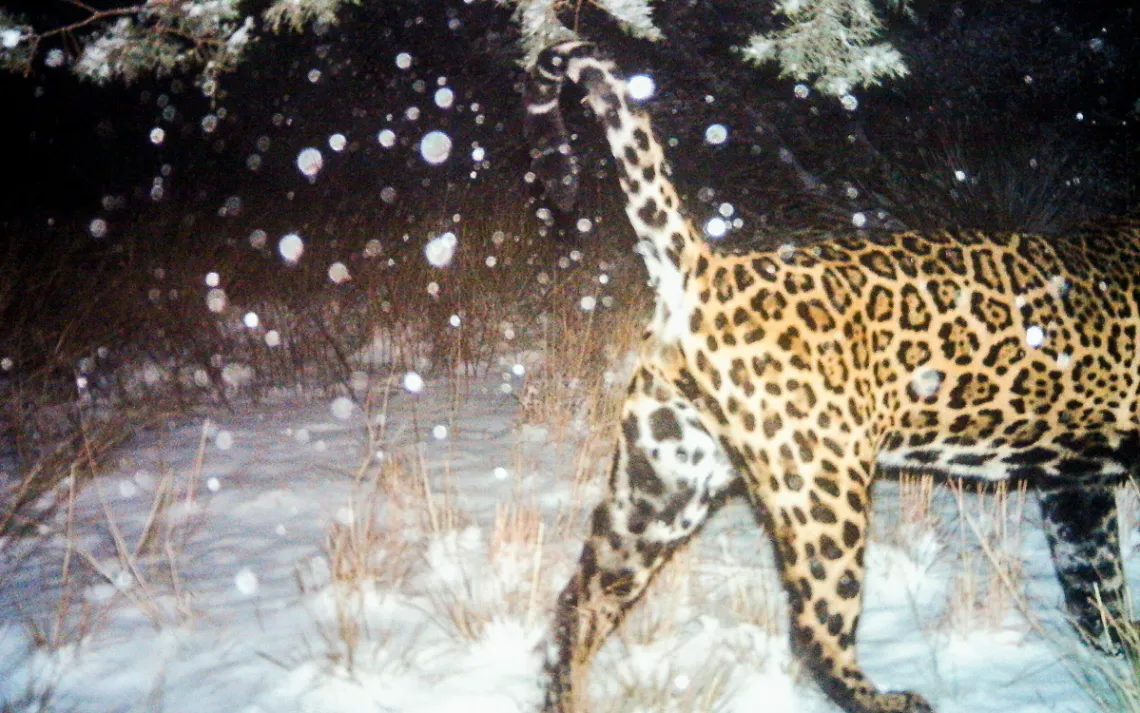 Jaguars are reappearing in the Southwest. A border wall would put an end to that.