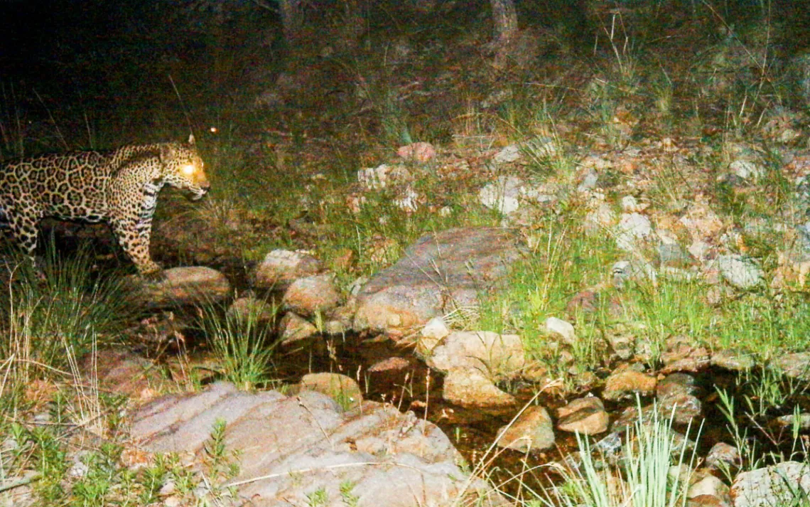 Jaguars are reappearing in the Southwest. A border wall would put an end to that.