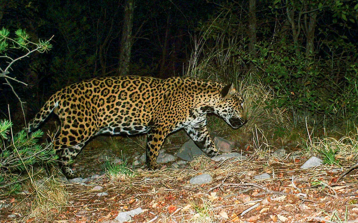 Jaguars are reappearing in the Southwest. A border wall would put an end to that.