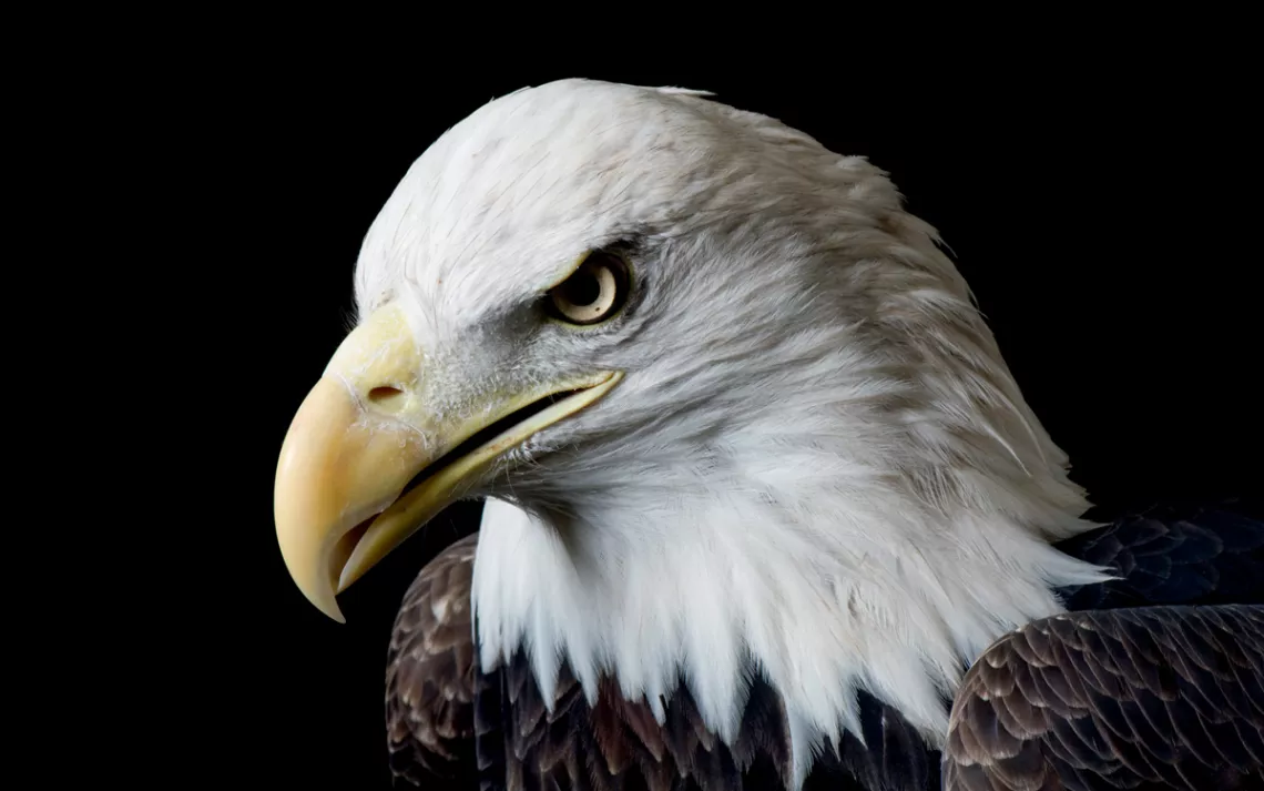 American bald eagle