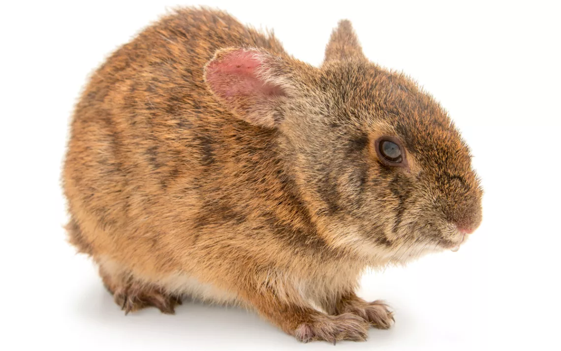 Lower Keys marsh rabbit