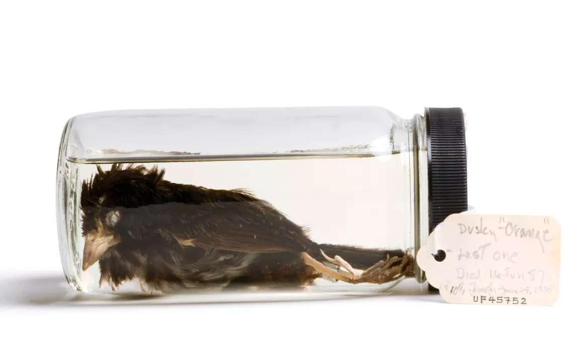 A dead dusky seaside sparrow in a jar. A tag says "Dusky Orange, Last One, Died 16 June 87."