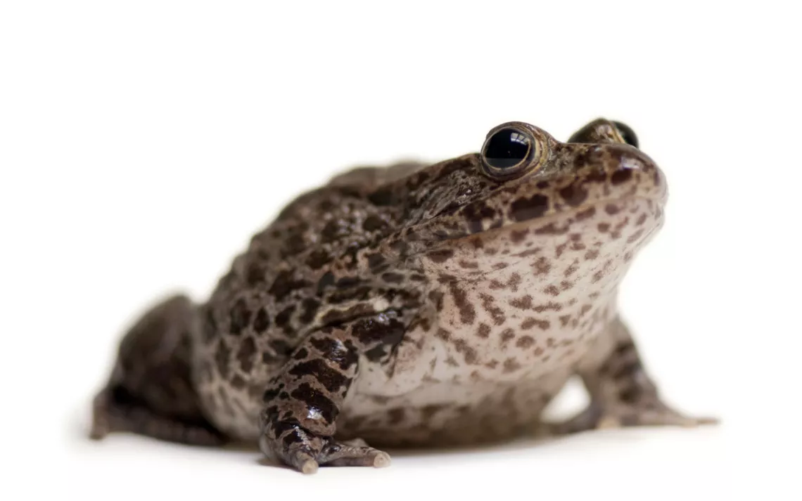 Dusky gopher frog