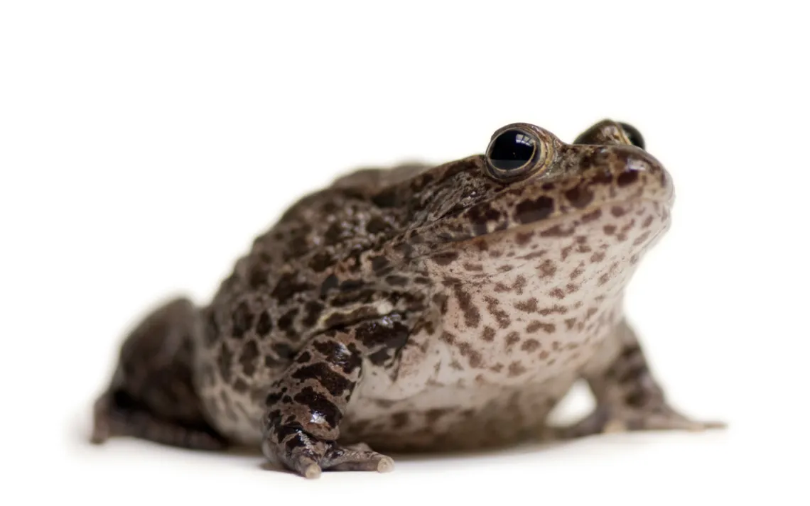 Dusky gopher frog
