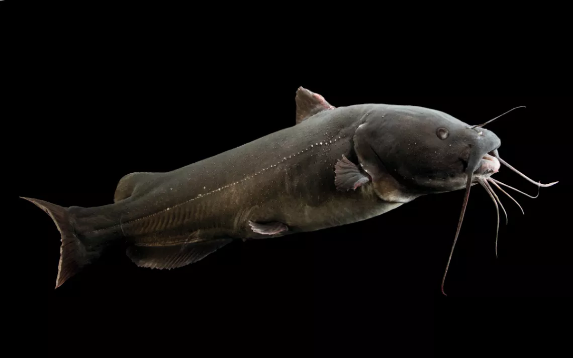 Yaqui catfish