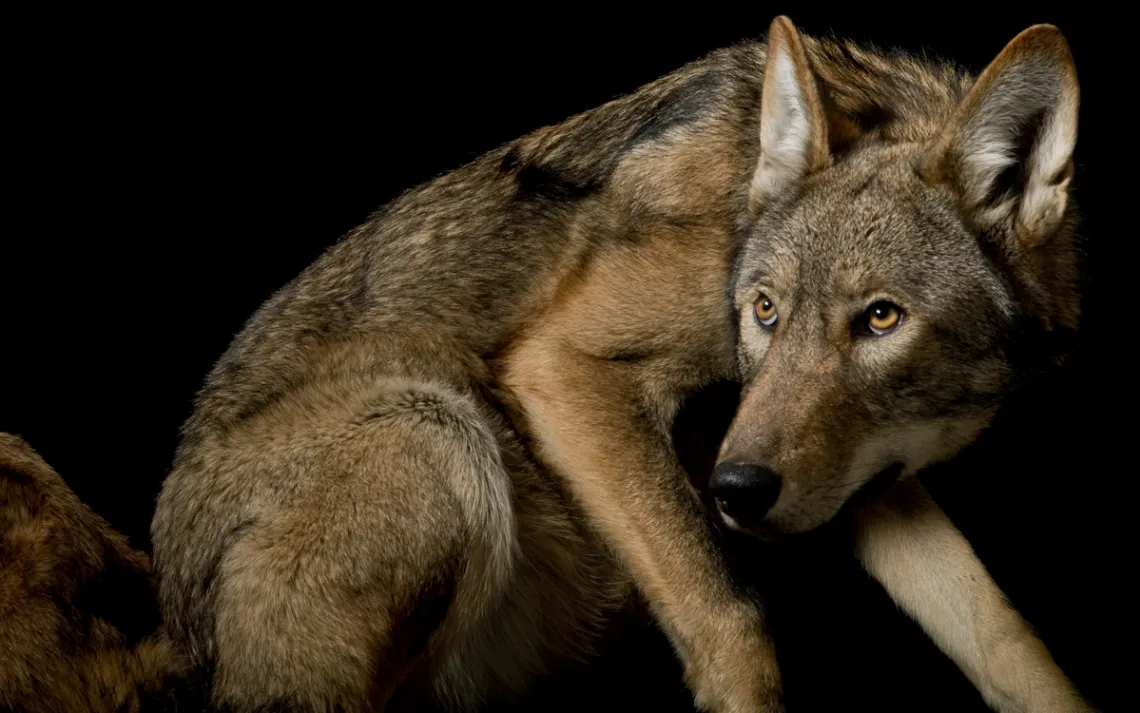Red wolf