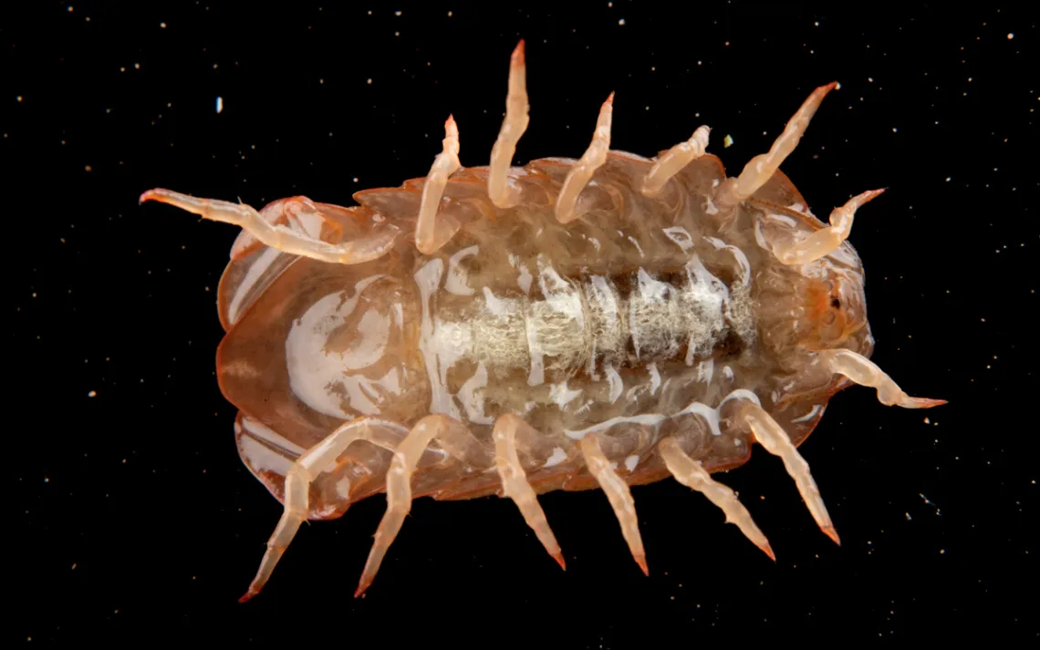 Socorro isopod