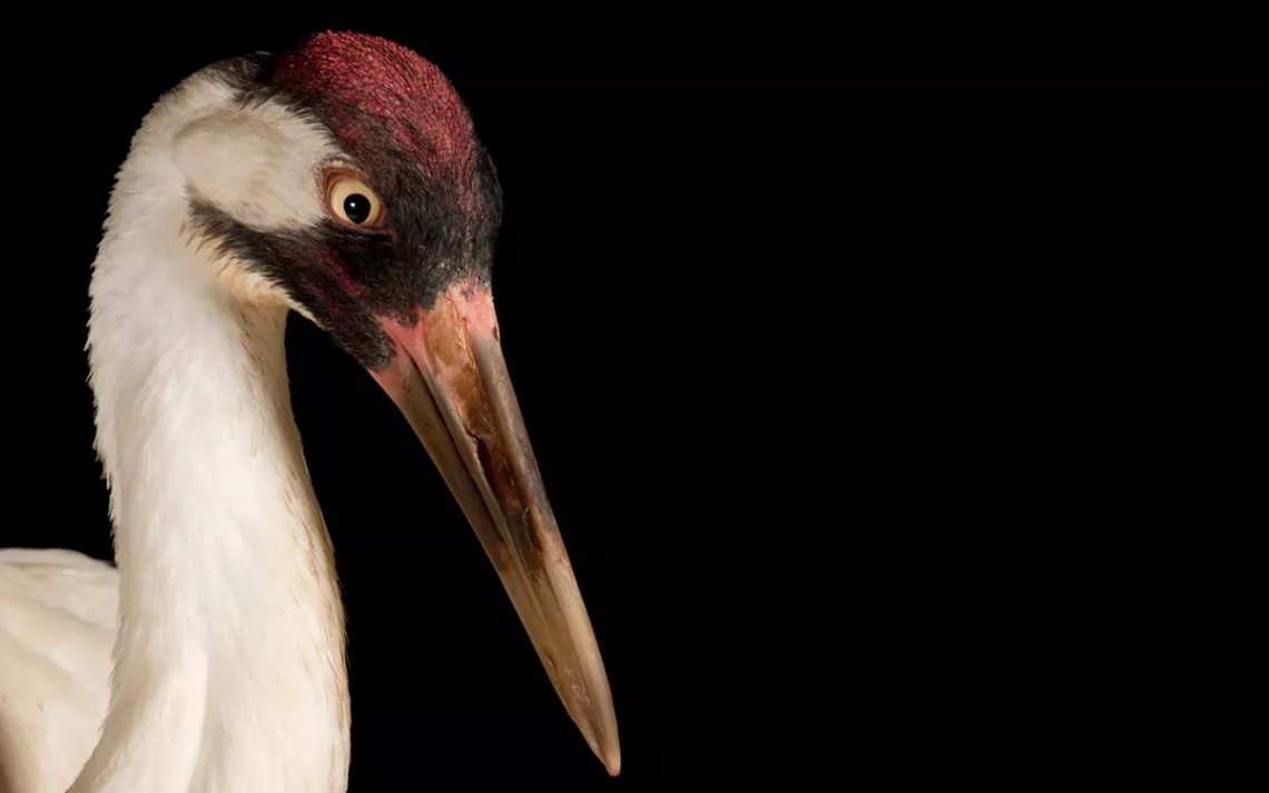 Whooping crane
