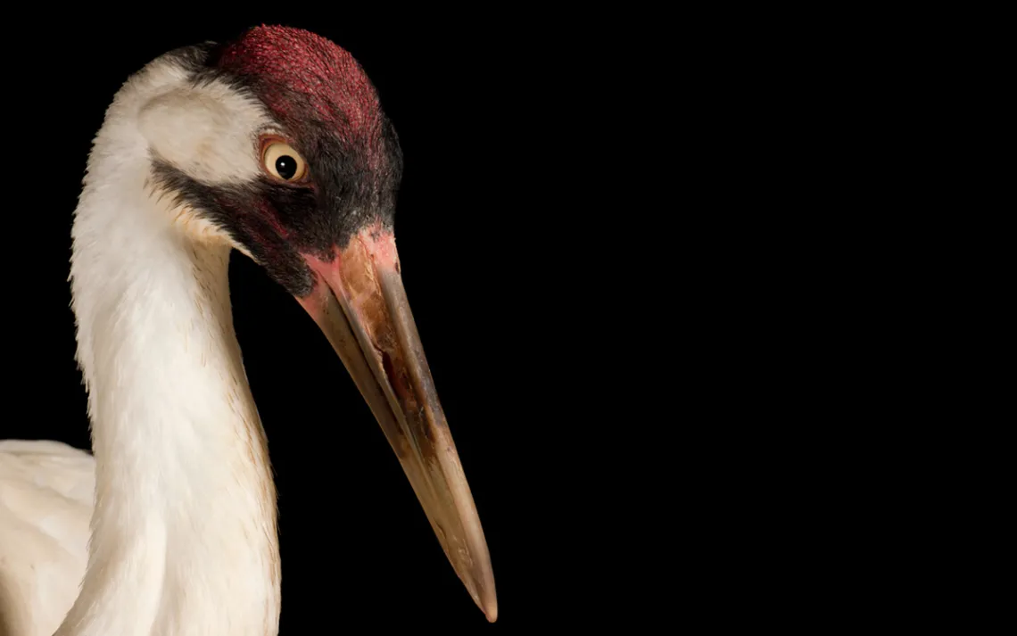 Whooping crane
