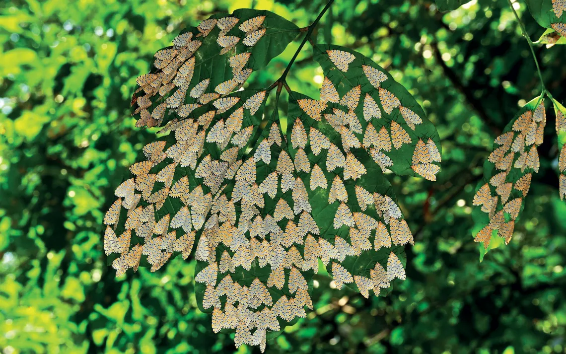 African Tiger Moths