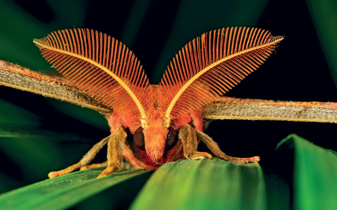 Atlas Moth