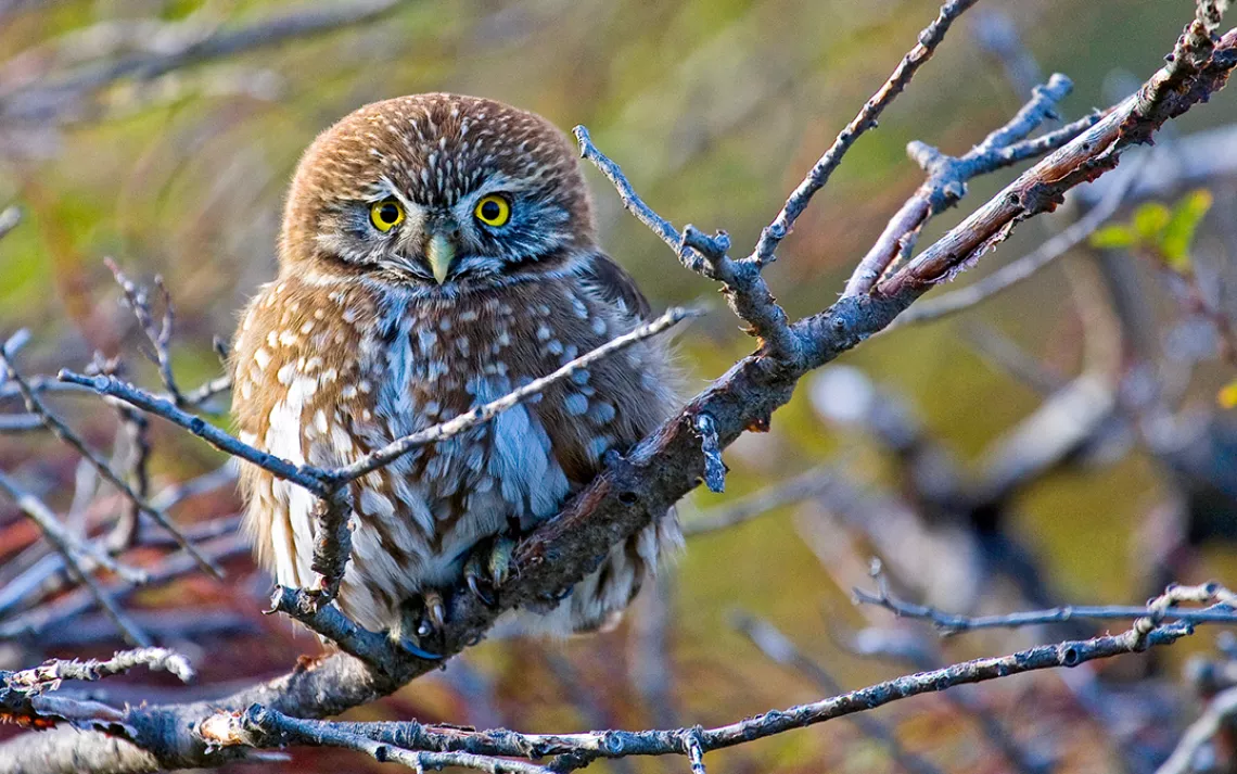 Austral Pygmy Owl