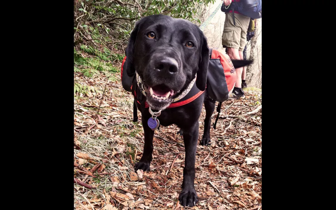Early in her training at Guide Dogs for the Blind, Tennille displayed unusual athleticism and confidence, making her a perfect match for Thomas.