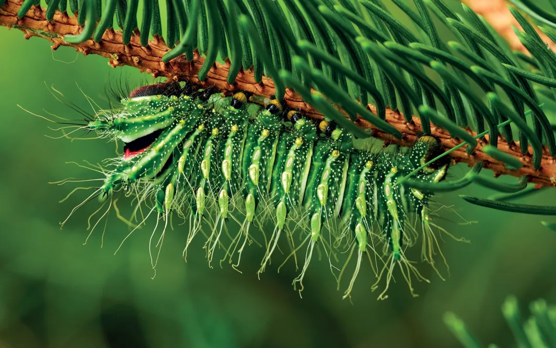 Chinese Moon Moth Caterpillar