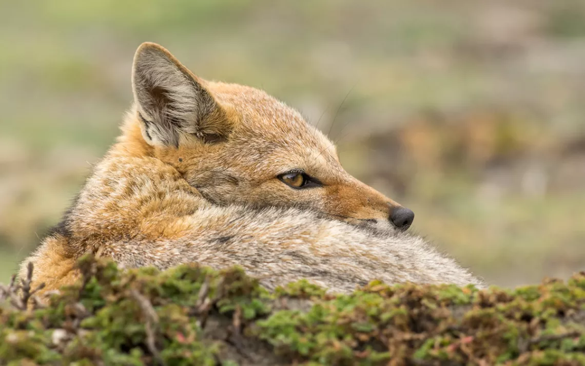 Gray Fox