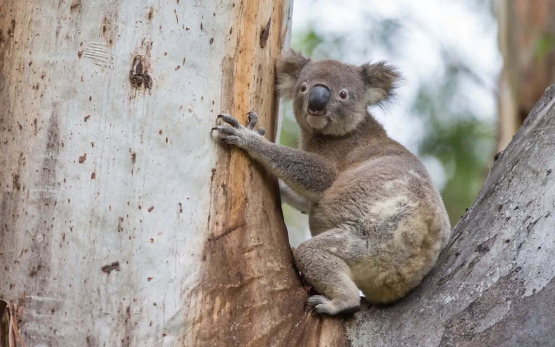 Koala in a tree
