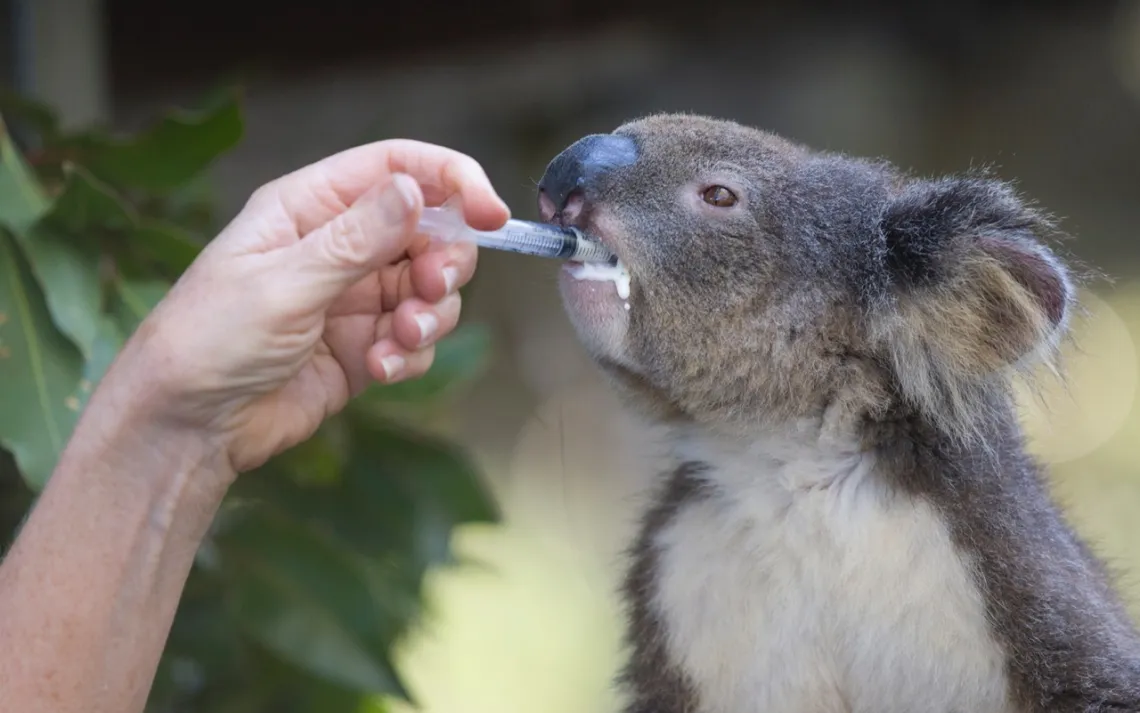 Joey being fed