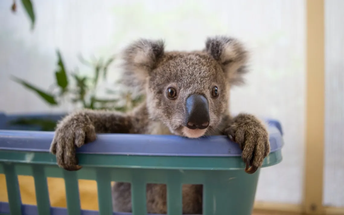 Joey in a basket