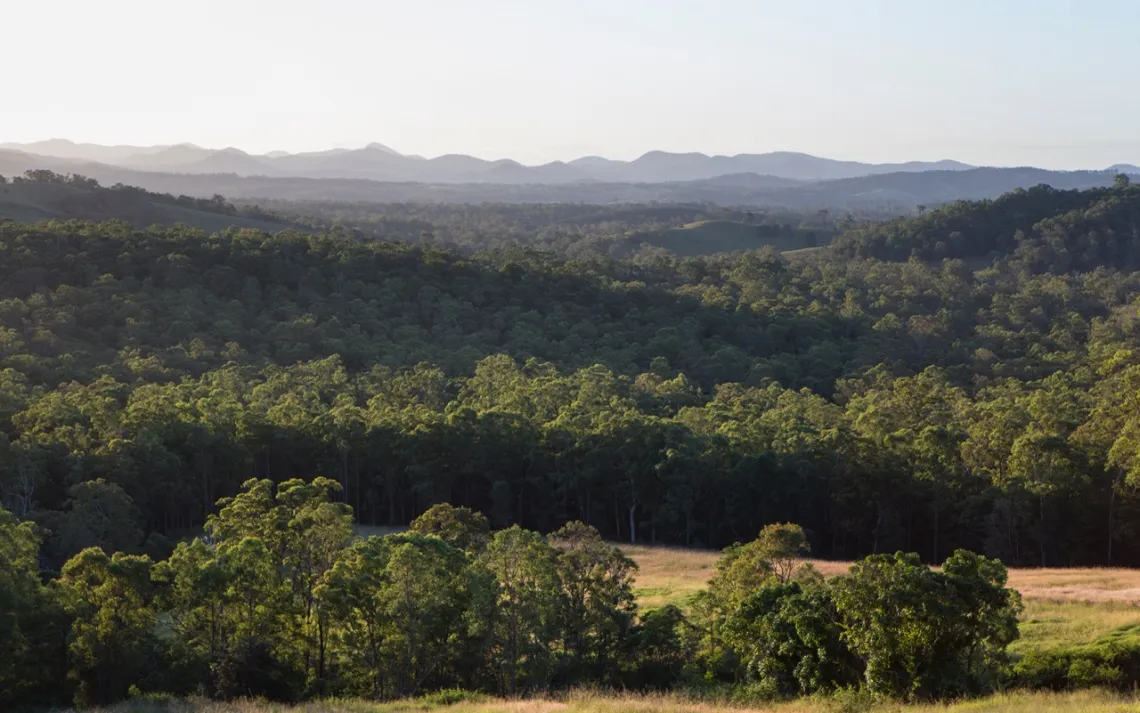 Eucalyptus forest